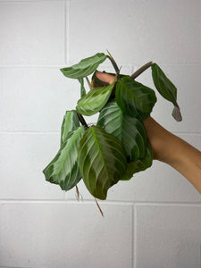 B1-6340- maranta silver band
