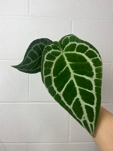 B25-0818- anthurium crystallinum silver special