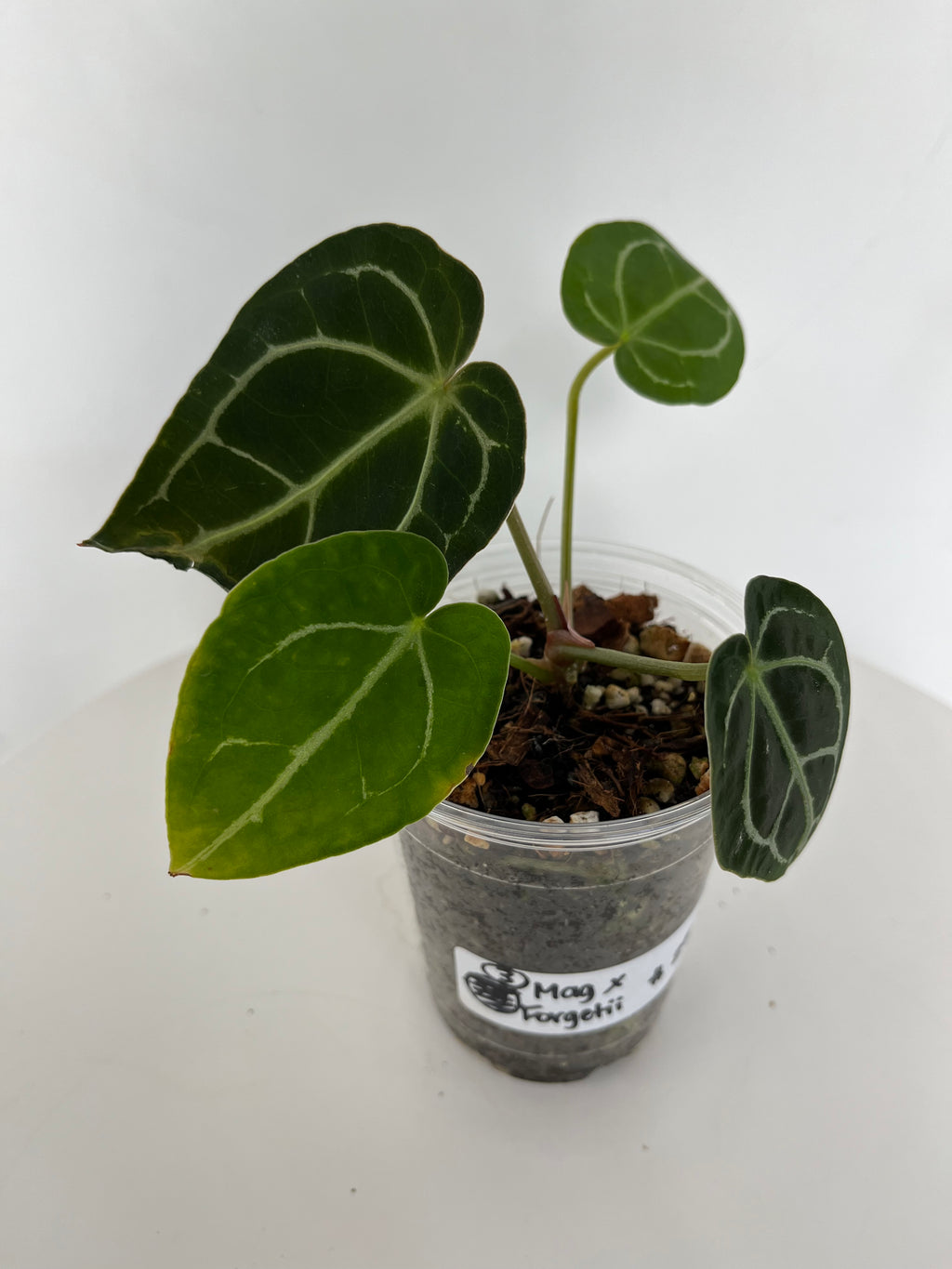 Anthurium magnificum x forgetii-3 (9)