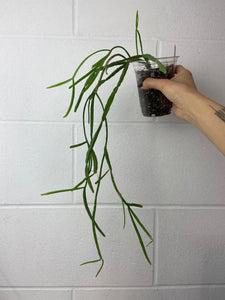 B93-0123- Rhipsalis micrantha