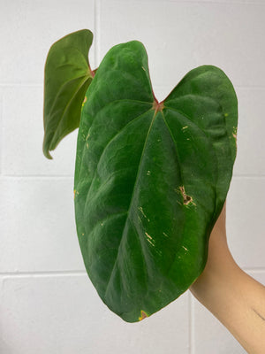 B71- 0779- anthurium black velvet Panama