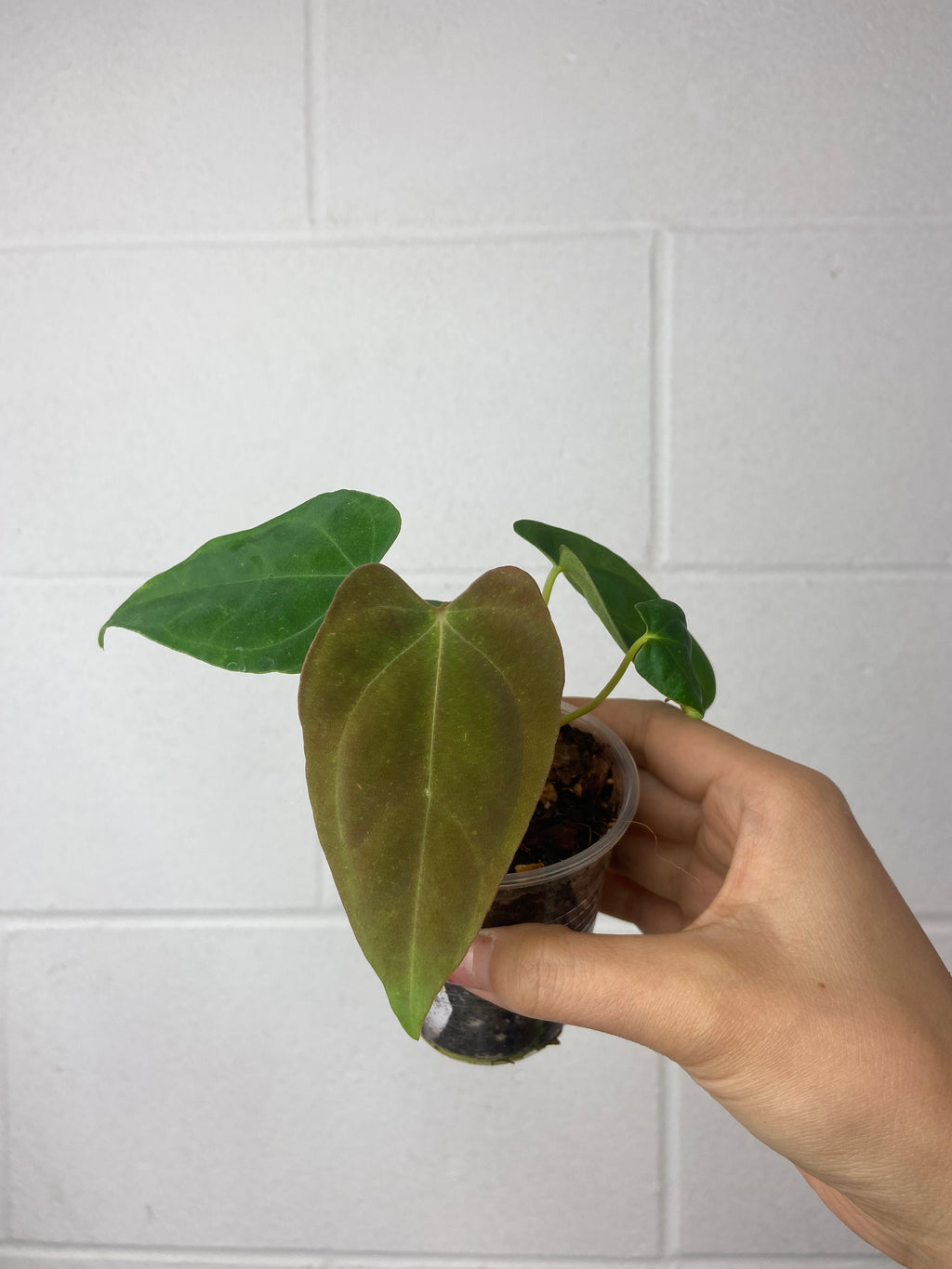 B59-6348- anthurium  tezula Papi ‘40’ x JV (rlxfs)