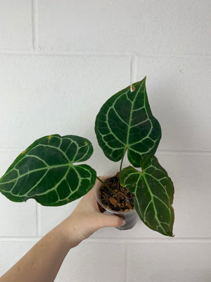 B43-0377- Anthurium Indo crystallinum