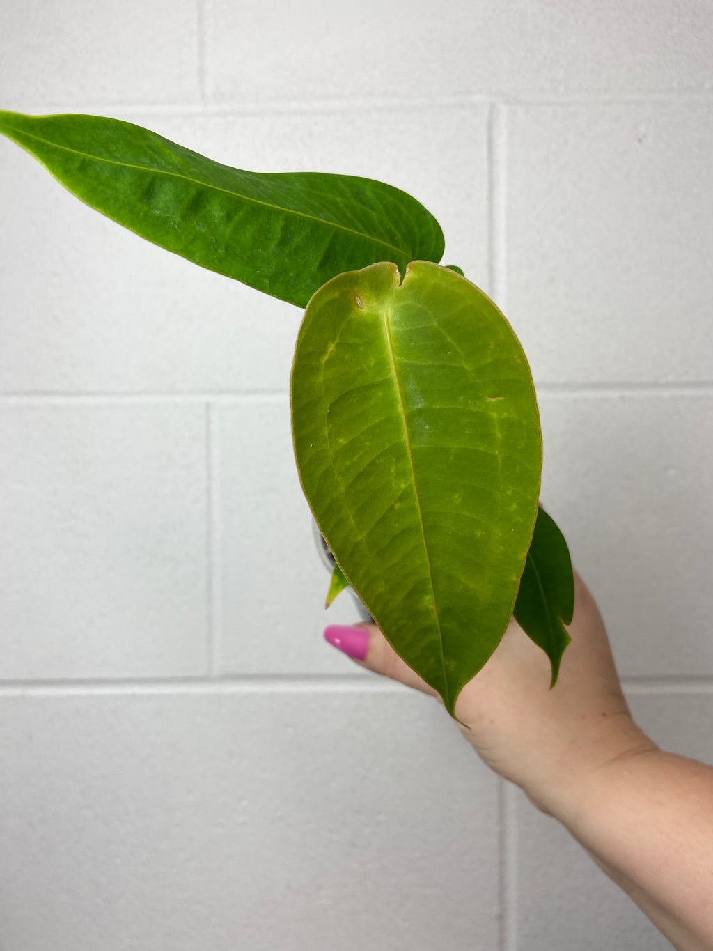 B89-0032-anthurium peltigerum