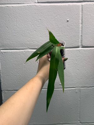 B33- 4041- Anthurium pallidiflorum