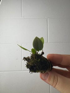 B62-1321- lepanthes gargoyle