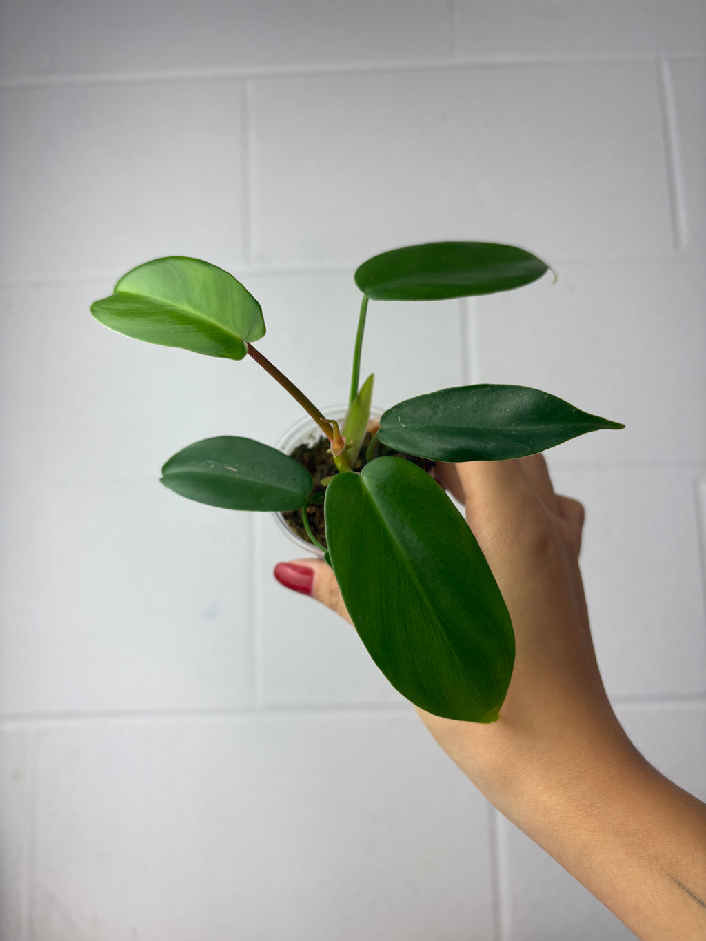 B38-9795-philodendron Florida green