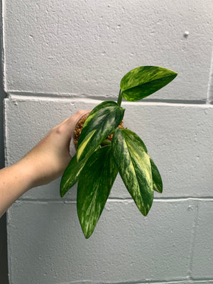 B33- 3877-monstera standleyana aurea