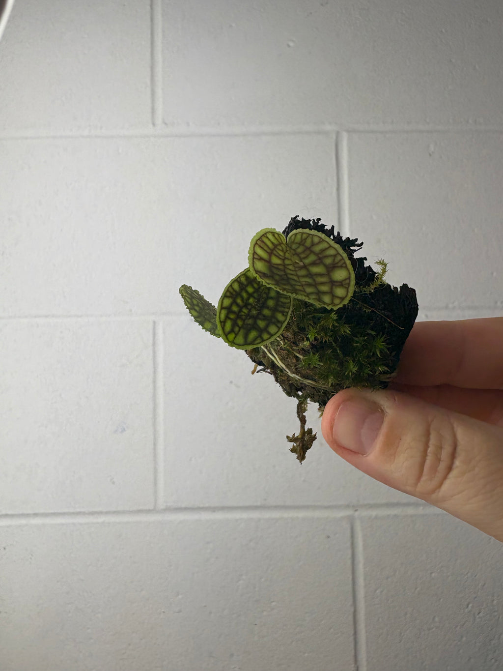 B62-1319- lepanthes tentaculata