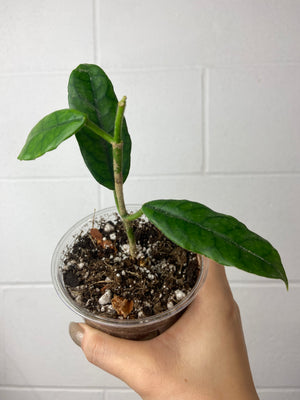 B79-0879- Hoya globulosa