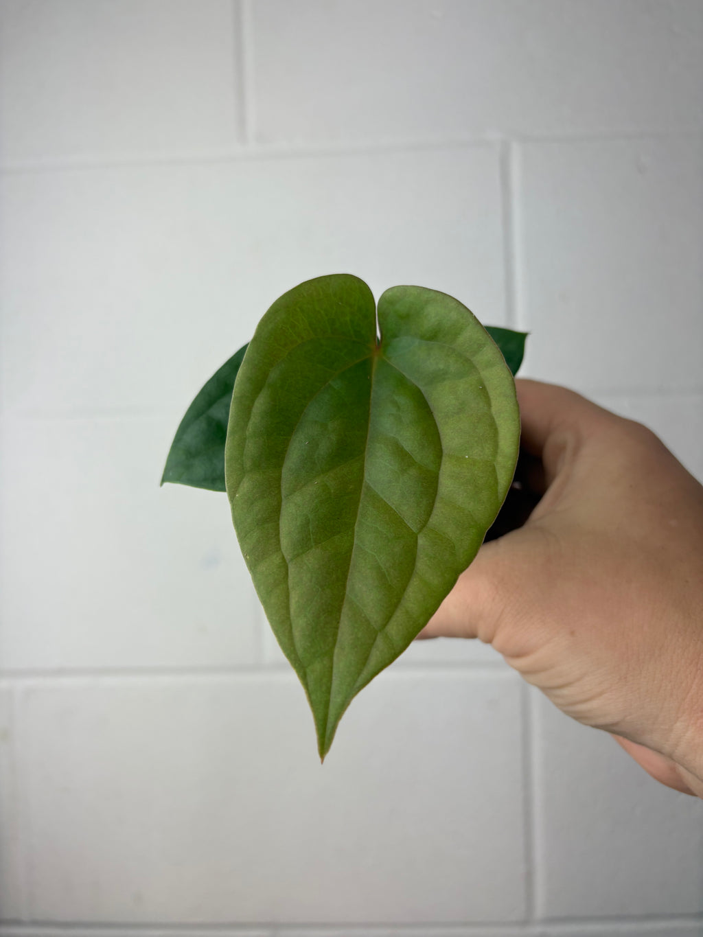 B57-1213- anthurium papillilaminum GY x luxurians