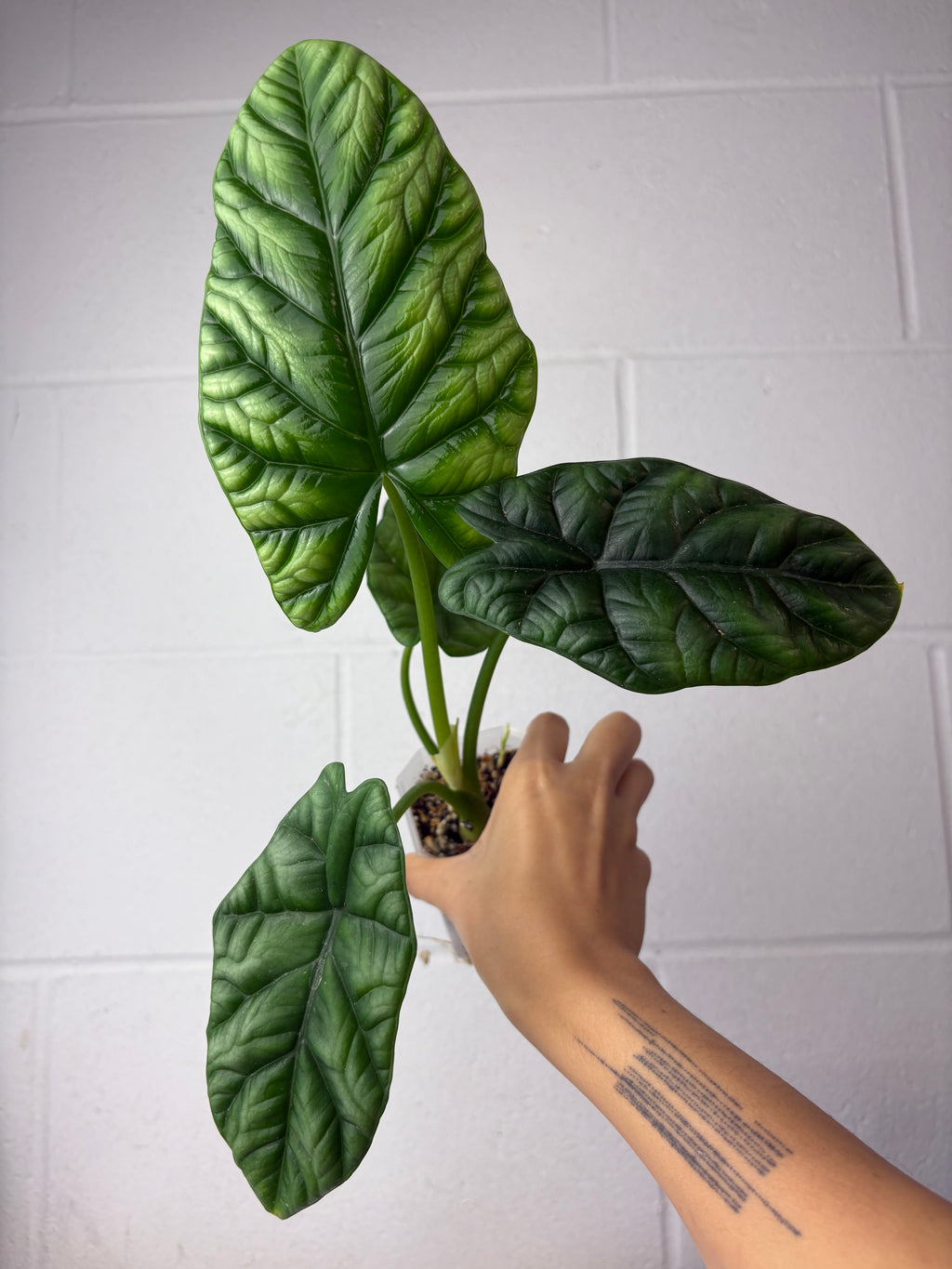 B52-1149- alocasia sinuata