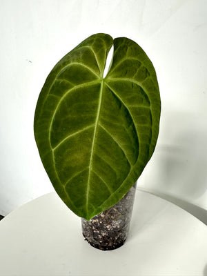 Anthurium Magnificum verde - 164 (B13)