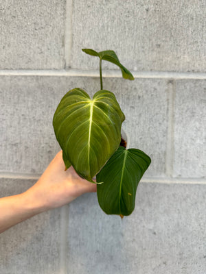 Philodendron glorious -2 (15)