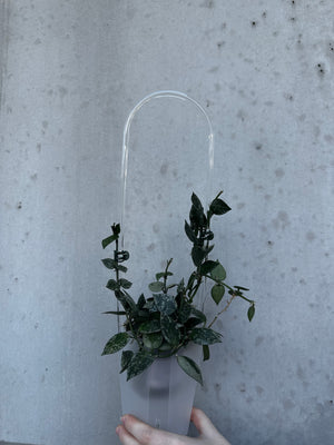Clear acrylic plant trellis