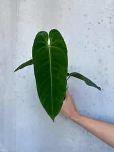 Anthurium Metallicum - 3 (8)