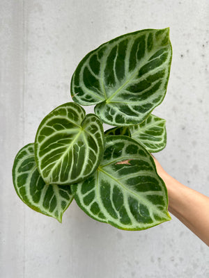 Anthurium Doryaki silver -7 (17)