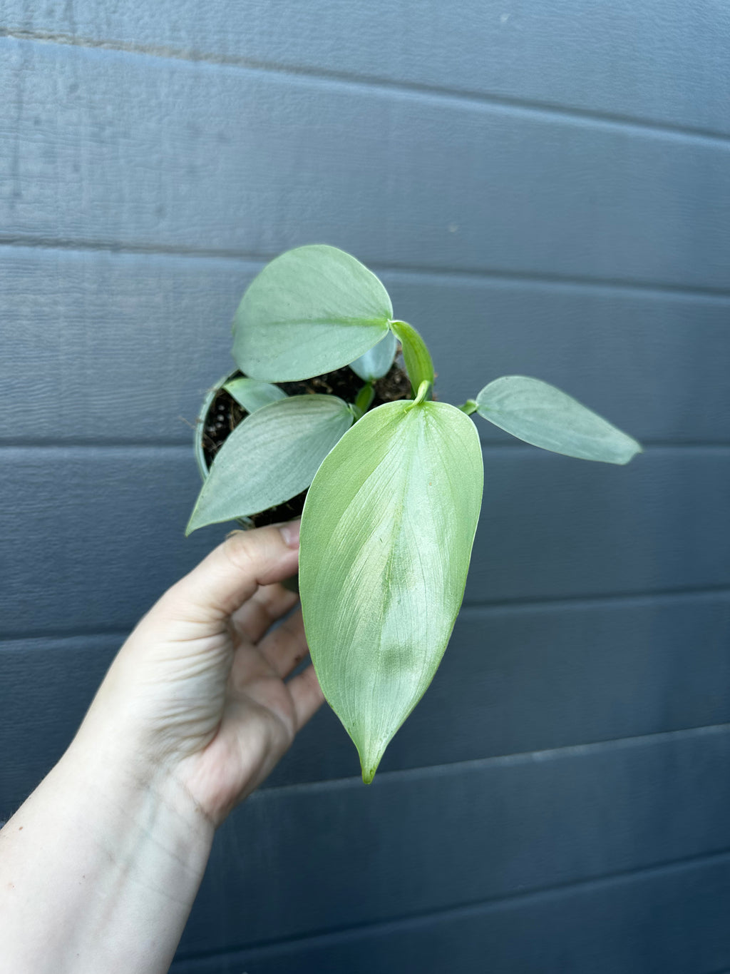 Philodendron silver sword  (multiple available)
