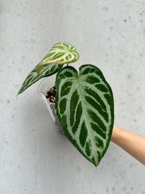 Anthurium silver blush -4 (B)
