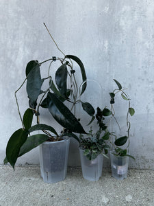 Clear acrylic plant trellis