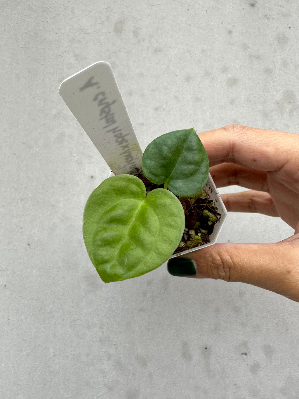 Anthurium Crystal hope x luxurians seedling (multiple available)