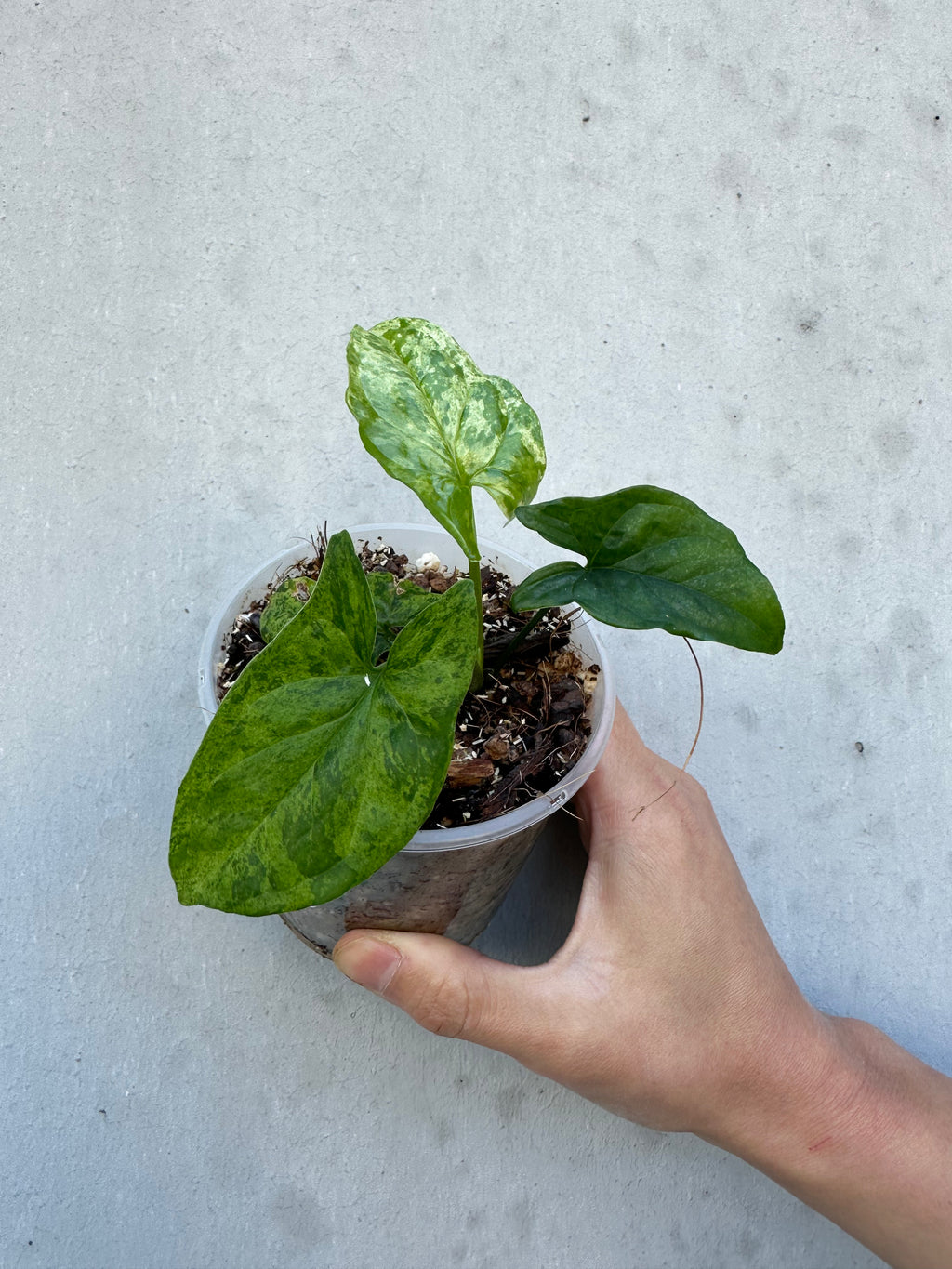 Syngonium mojito -4 (6)