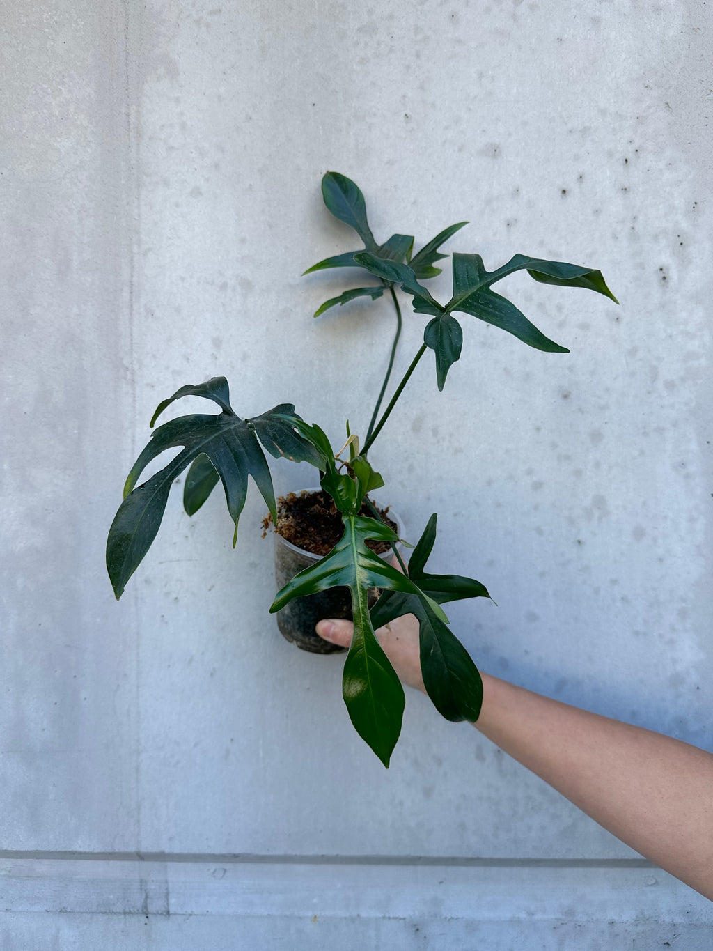 Philodendron glad hands - 2 (B1)