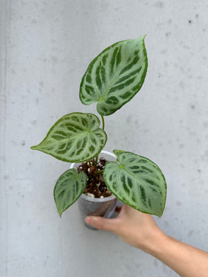 Anthurium silver blush -12 (13)