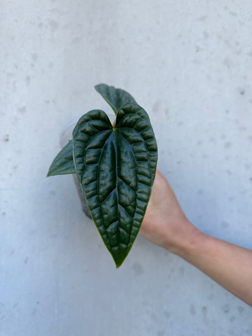 Anthurium Luxurians -7 (10)