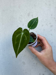 Anthurium forgetii -5 (18)