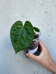 Anthurium magnificum x luxurians -7 (3)