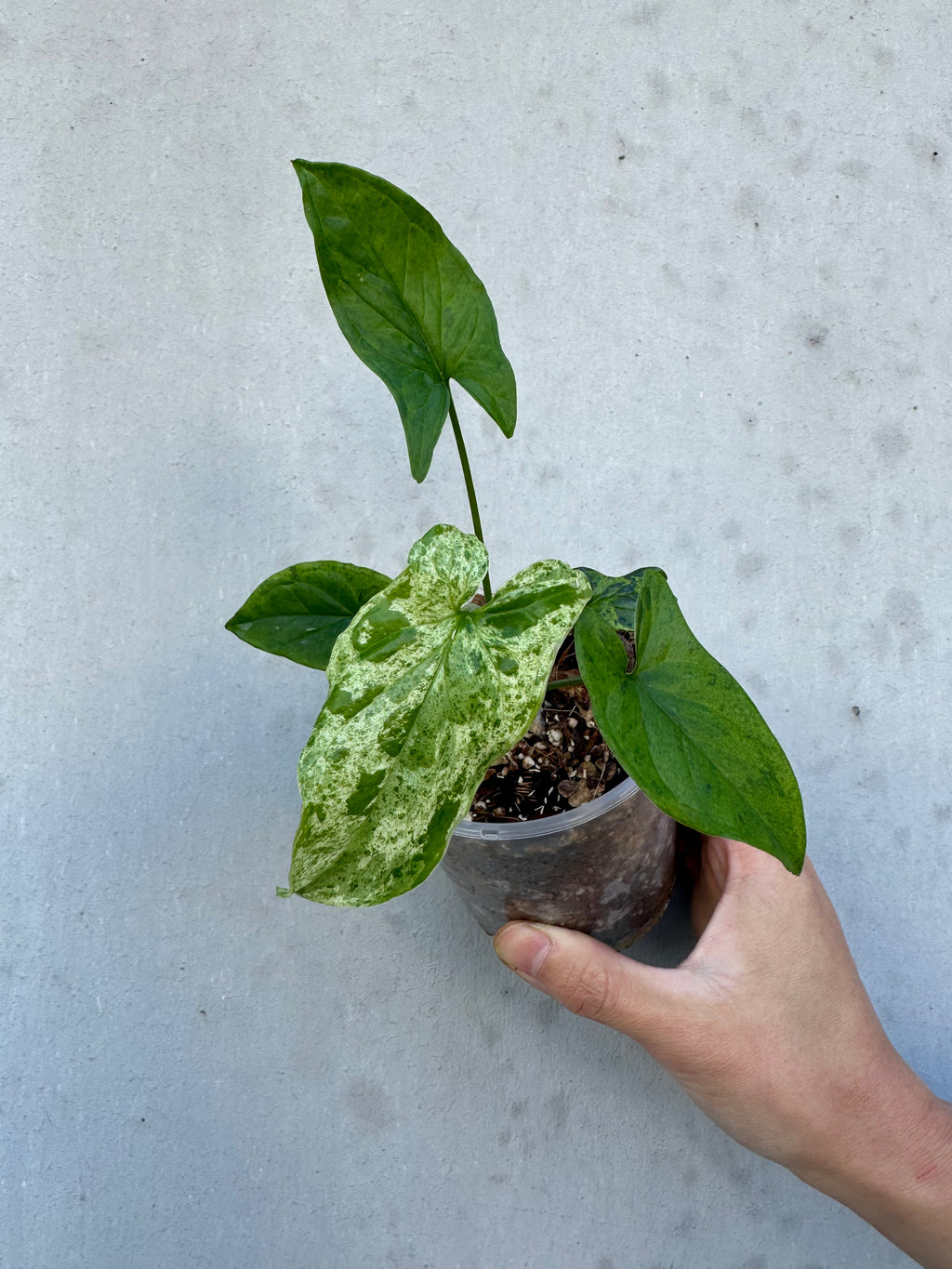 Syngonium mojito -3 (6)