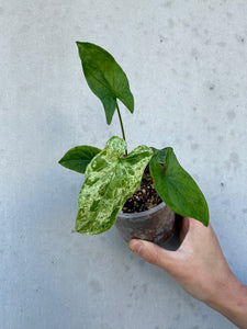 Syngonium mojito -3 (6)