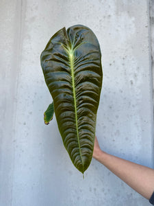 Anthurium Veitchii   -1 (11)