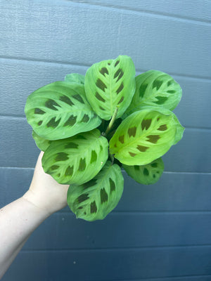 Maranta prayer plant - green (multiple available)