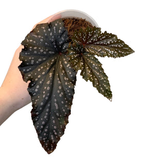 Begonia Fannie Moser-1 (4)