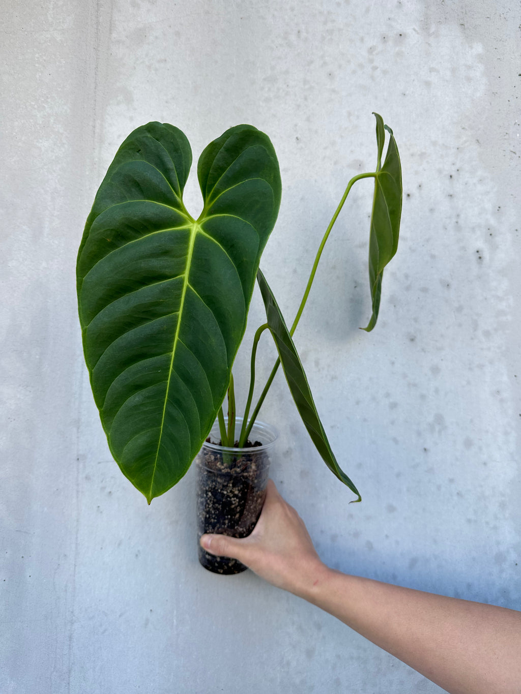 Anthurium Esmeraldense -2 (B3)