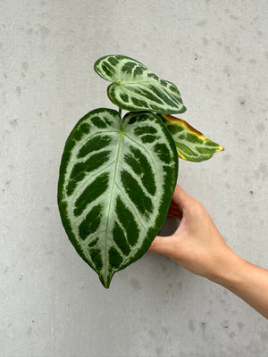 Anthurium silver blush -1 (11)