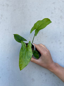 Syngonium mojito -6 (6)
