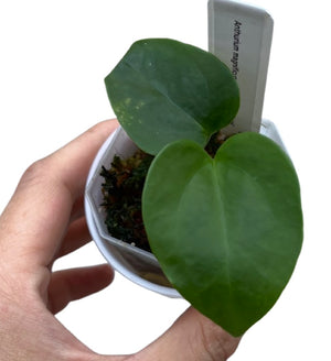 Anthurium magnificum x nigrolaminum “Gigi” -9 (18)