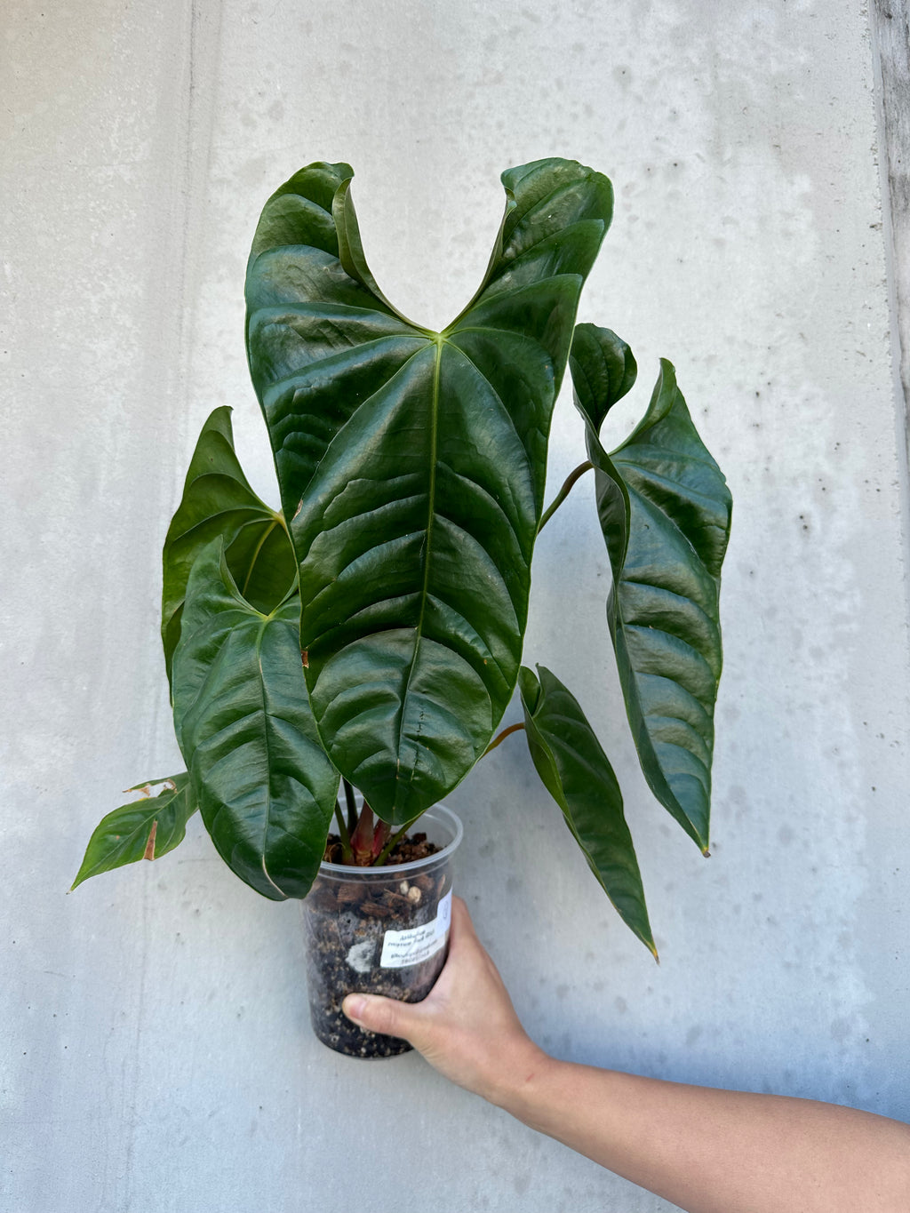 Anthurium recavum -3 (B3)