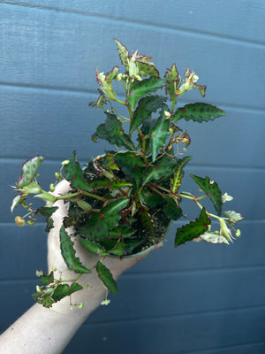 Begonia Amphioxus (multiple available)