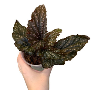 Begonia Fannie Moser-3 (4)