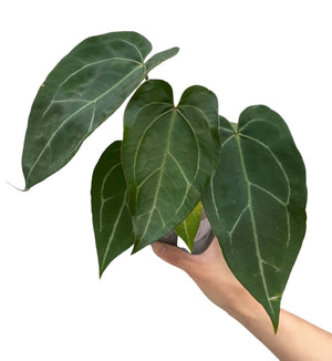 Anthurium papillilaminum red stem -6 (18)