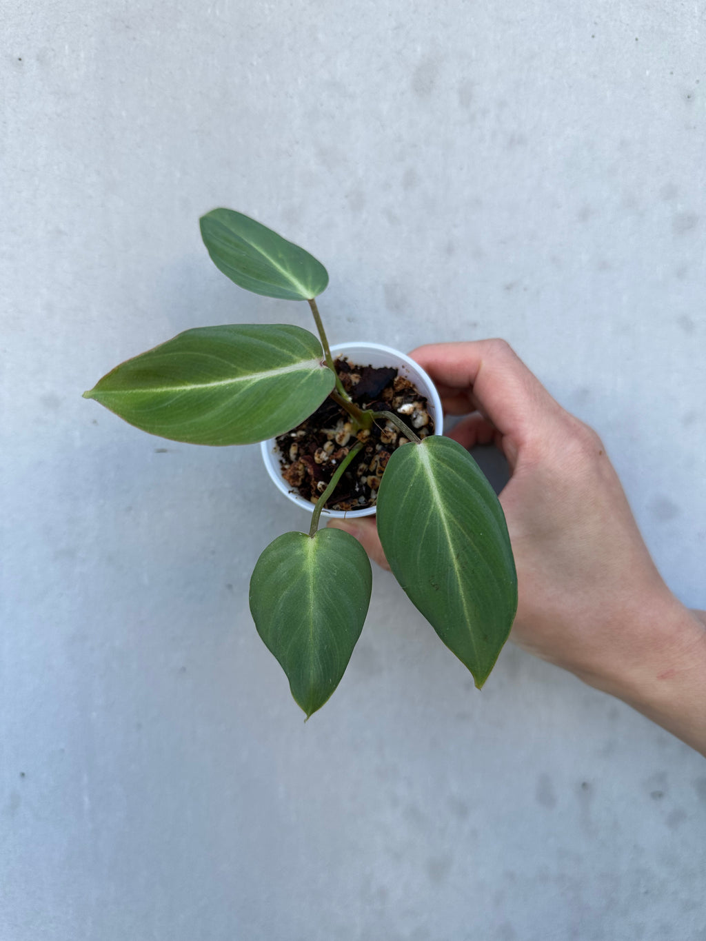 Philodendron Gloriosum -6 (5)