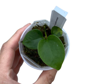 Anthurium magnificum x nigrolaminum “Gigi” -3 (18)