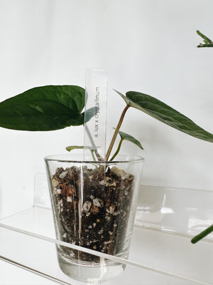 Clear plant tags (set of 25)