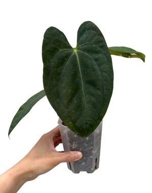 Anthurium ‘Pluton’ -1 (11)