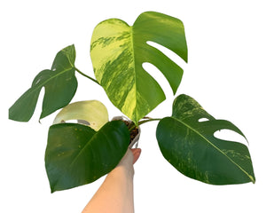 Monstera aurea - 8 (B4)