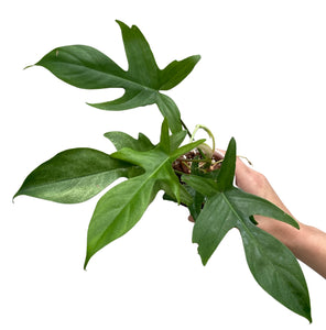 Philodendron Florida ghost -11 (7)